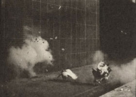 Plate 781 Chickens scared by a torpedo — figure reference